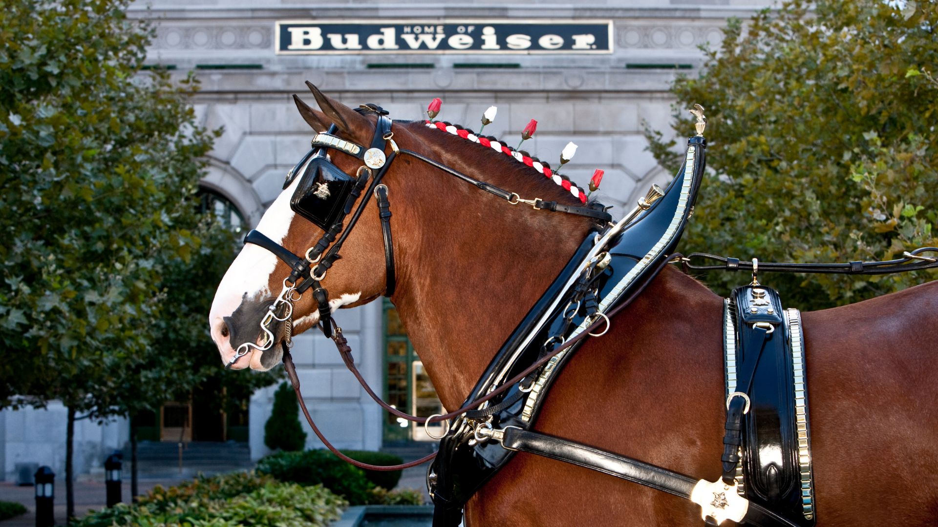 Raise a Glass at the Anheuser-Busch Brewery in St Louis