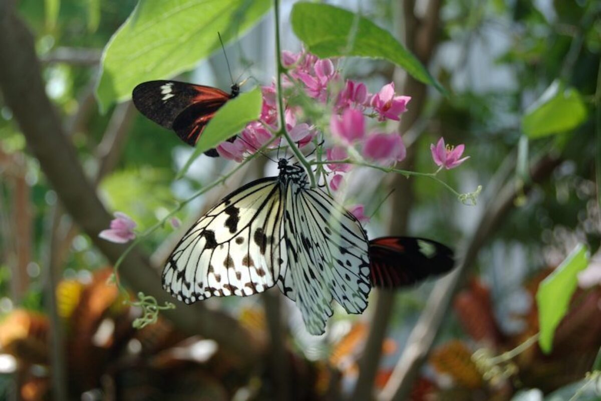 Get Up Close and Personal with Tropical Plants and Insects at the Butterfly House in St. Louis