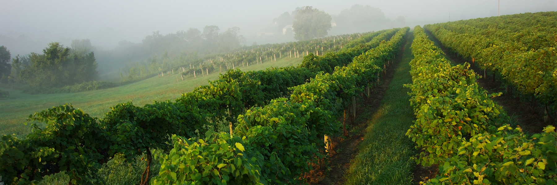 Missouri Wine Country: Enjoy St Louis Winery Tours and More