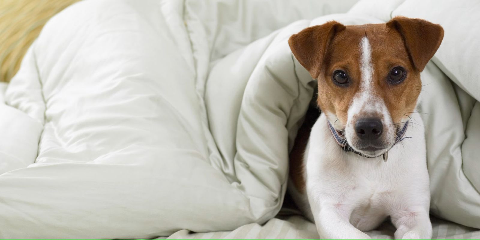 Dog Friendly St Louis: Dog Friendly Things To Do in St Louis