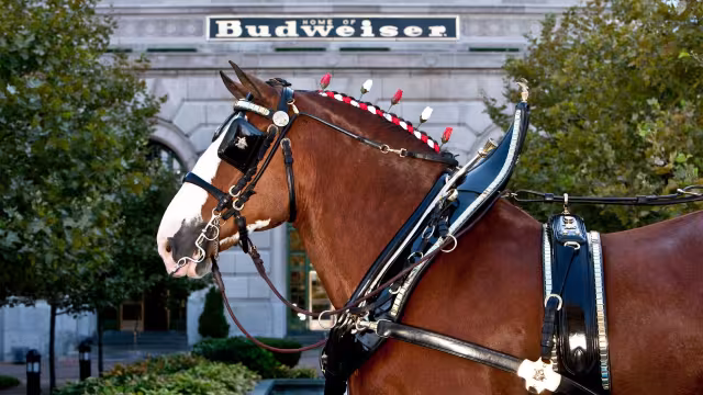 Raise a Glass at the Anheuser-Busch Brewery in St Louis
